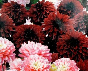 Далия ниска  Melody 